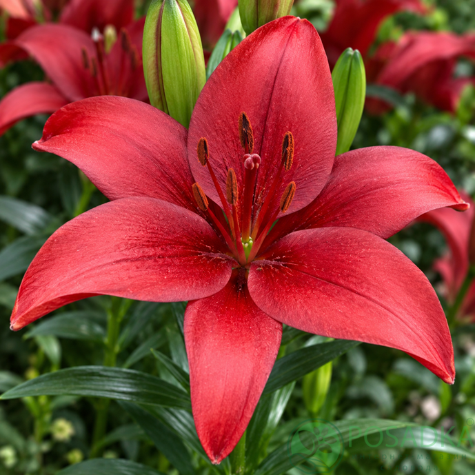 картинка Лилия Red Highland 