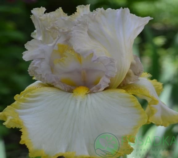 картинка Ирис бородатый Chartreuse Ruffles 