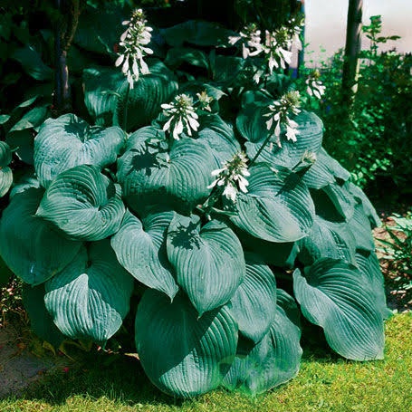 картинка Хоста hybrida Big Daddy C2 