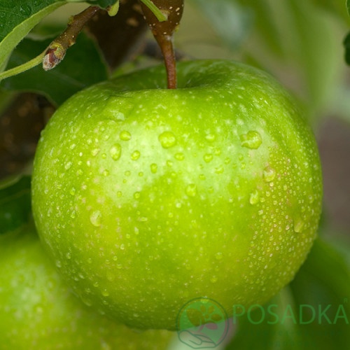 картинка Яблоня Гренни Смит 