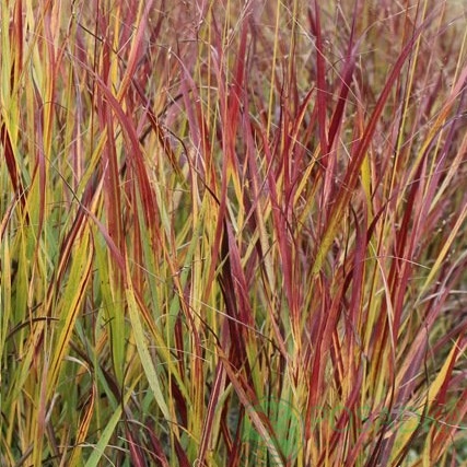 картинка Просо прутьевидное Sangria 