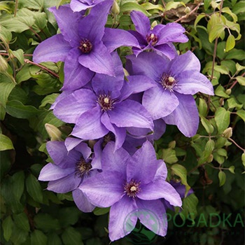 картинка Клематис Esther (Эстер) 