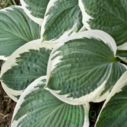 картинка Хоста Barbara Ann 