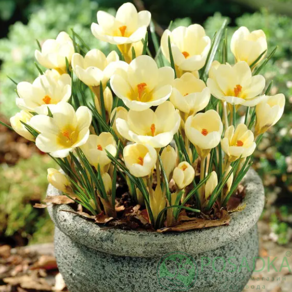 картинка Крокус Cream Beauty  картинка Крокус Cream Beauty