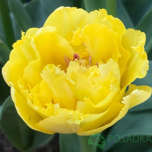 картинка Тюльпан Secret Perfume (3 шт) р9 