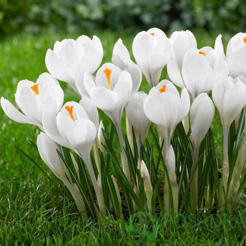 картинка Крокус Jeanne d'Arc  картинка Крокус Jeanne d'Arc