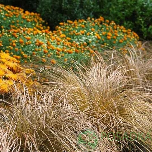 картинка Осока жгутиковая Bronzita 