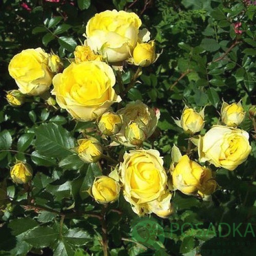 картинка Роза бордюрная Шани 