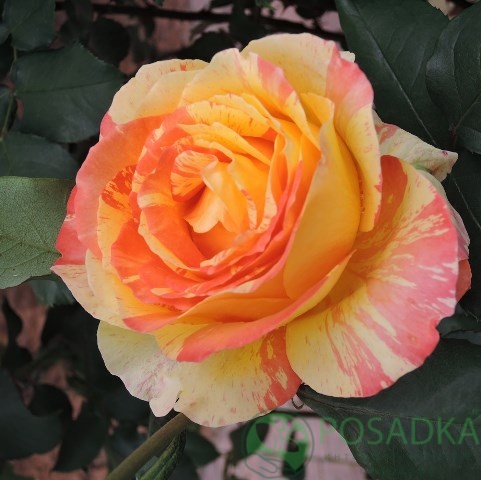 картинка Роза чайно-гибридная Марвел (Marvelle) 