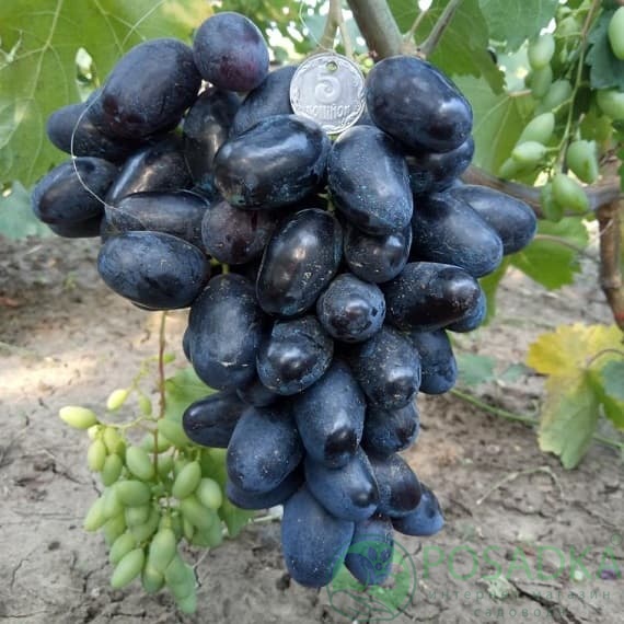 картинка Виноград Рембо 