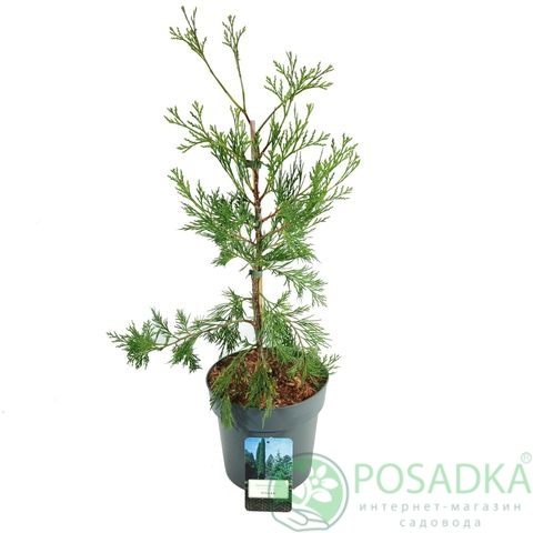 картинка Кипарисовик decurrens 'Pillar 