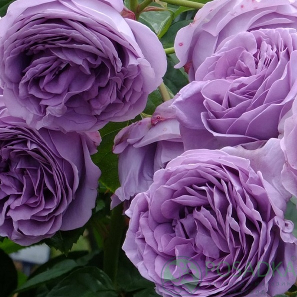 картинка Роза чайно-гибридная Блу Скай Фри 