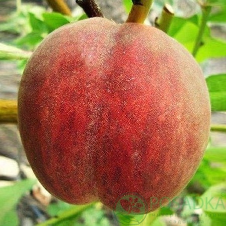 картинка Персик Алибланка  картинка Персик Алибланка