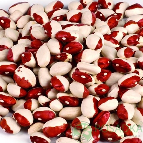 картинка Семена Фасоль кустовая Красная Шапочка, 20гр, SeedEra 