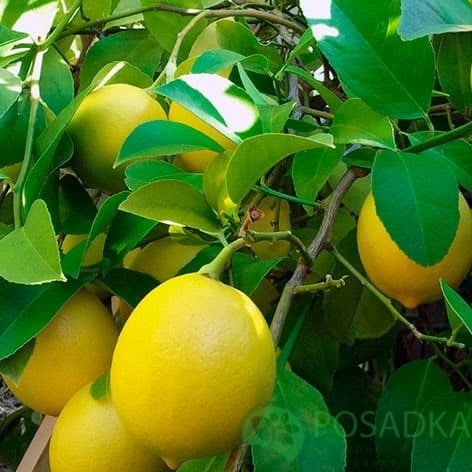 картинка Лимон Новогрузинский 