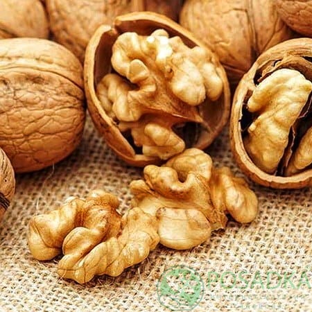 картинка Грецкий орех Алтай 