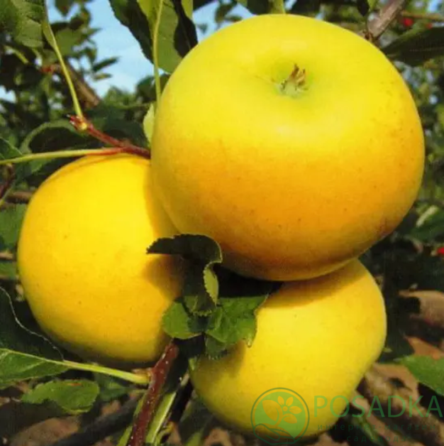 картинка Яблоня Богемия Голд  картинка Яблоня Богемия Голд