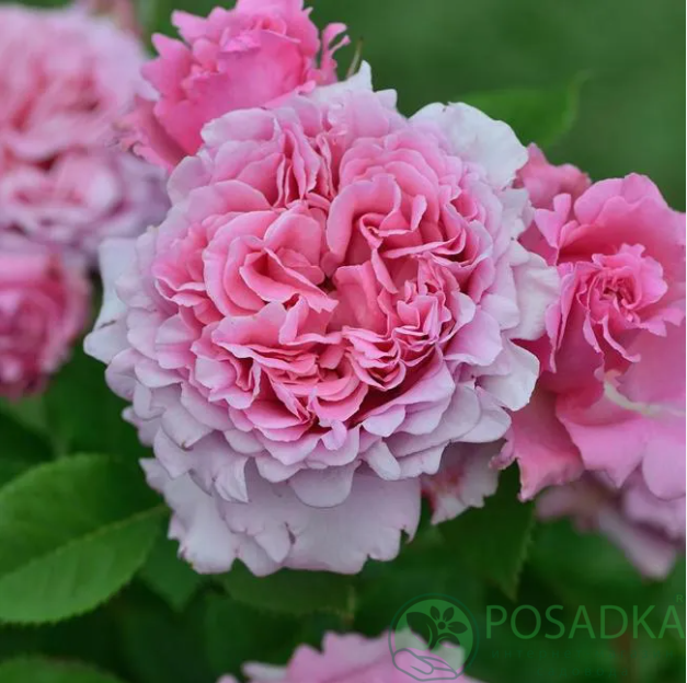 картинка Роза плетистая Бьенвеню 