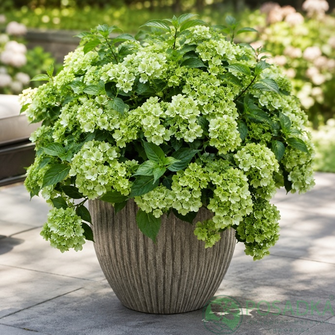 картинка Гортензия ампельная Fairytrail Green 
