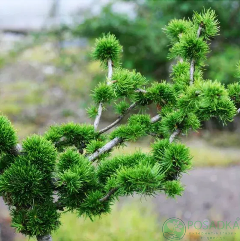 картинка Лиственница европейская Krejci (Крейчи) штамб 40 см 