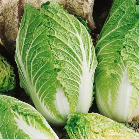 картинка Семена Капуста пекинская Мереживо 0,5 г, SeedEra 