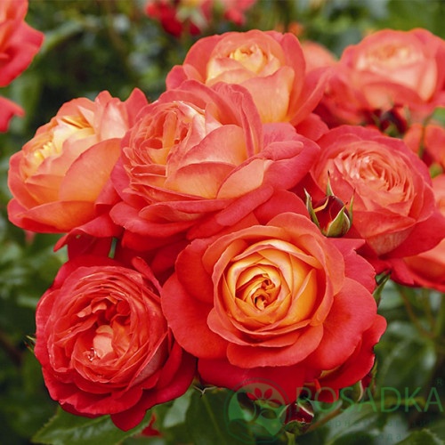 картинка Роза флорибунда Братья Гримм  картинка Роза флорибунда Братья Гримм