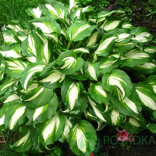 картинка Хоста undulata Mediovariegata 