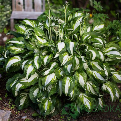 картинка Хоста undulata Mediovariegata 