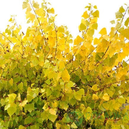 картинка Тополь канадский Серотина Ауреа С2 