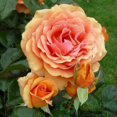 картинка Роза чайно-гибридная Ашрам 