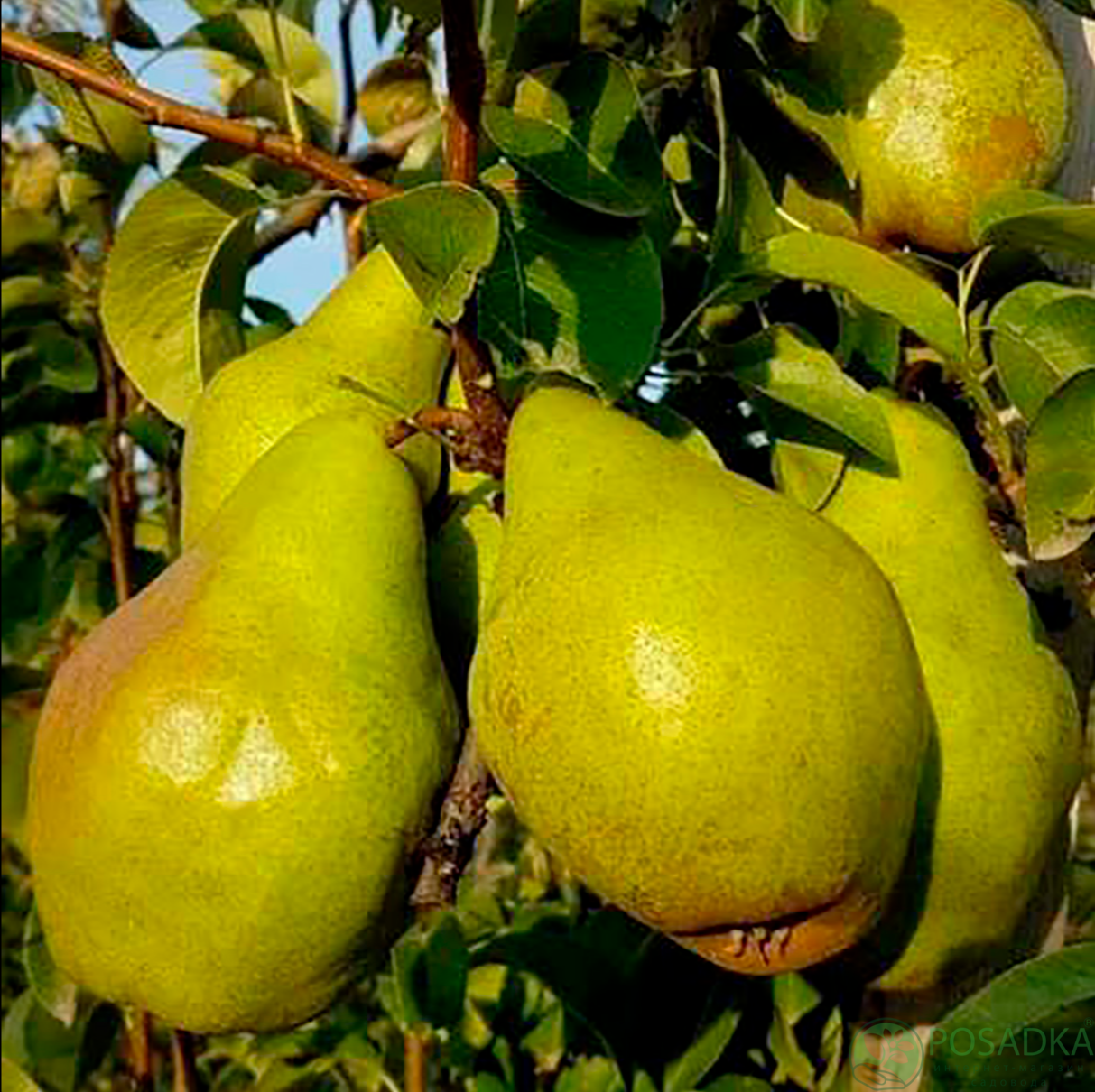 картинка Груша НЖО (NJO) 