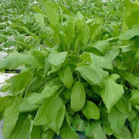 картинка Семена щавель Бельвильський 2 г, SeedEra 