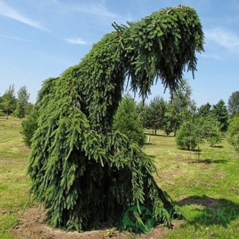 картинка Ель сербская Пендула  