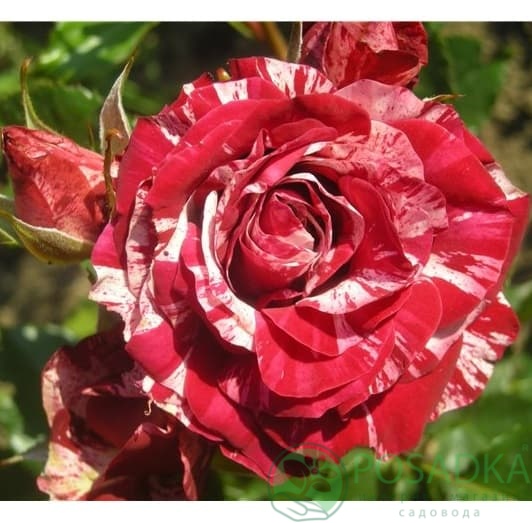 картинка Роза флорибунда Арроу Фолиес 