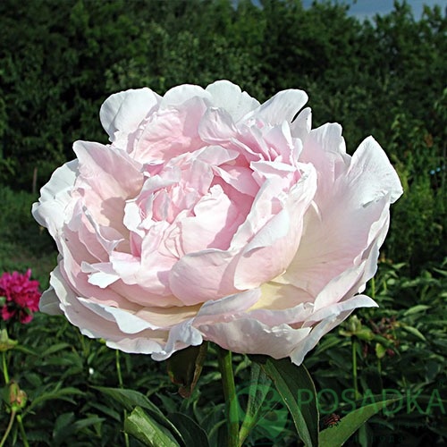 картинка Пион травянистый Nick Shaylor 