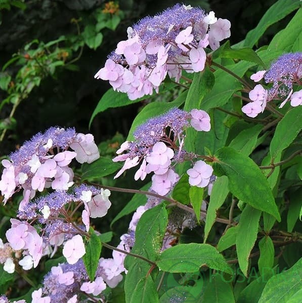 картинка Гортензия шершавая (Hydrangea aspera) 