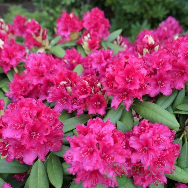картинка Рододендрон гибридный Neon Kiss 