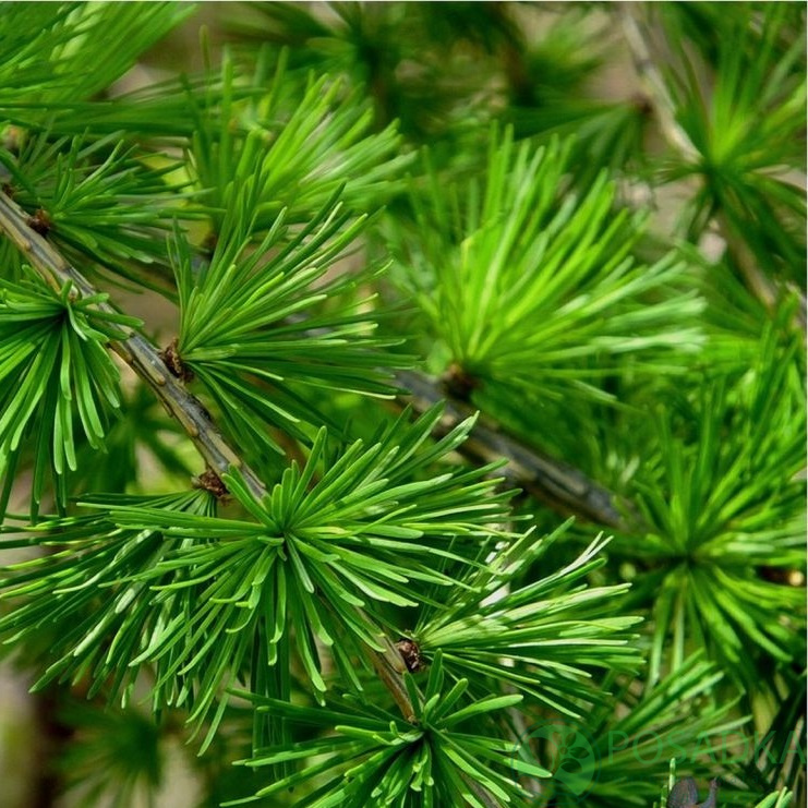 картинка Лиственница Тонколуската (Larix eurolepis) 