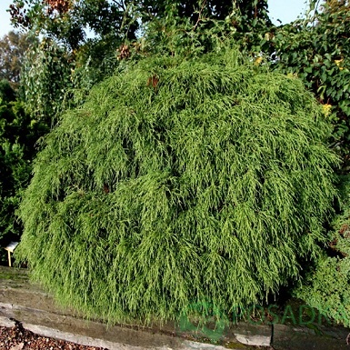 картинка Кипарисовик горохоплодный Filifera Gracilis 7.5л 