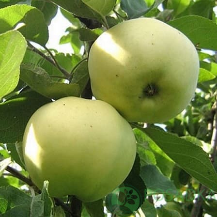 картинка Яблоня Антоновка 