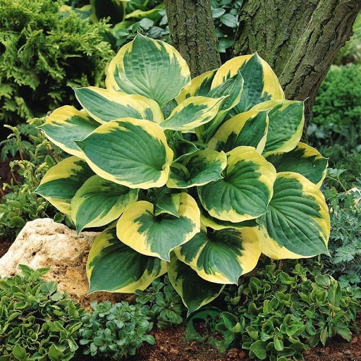 картинка Хоста Twilight 