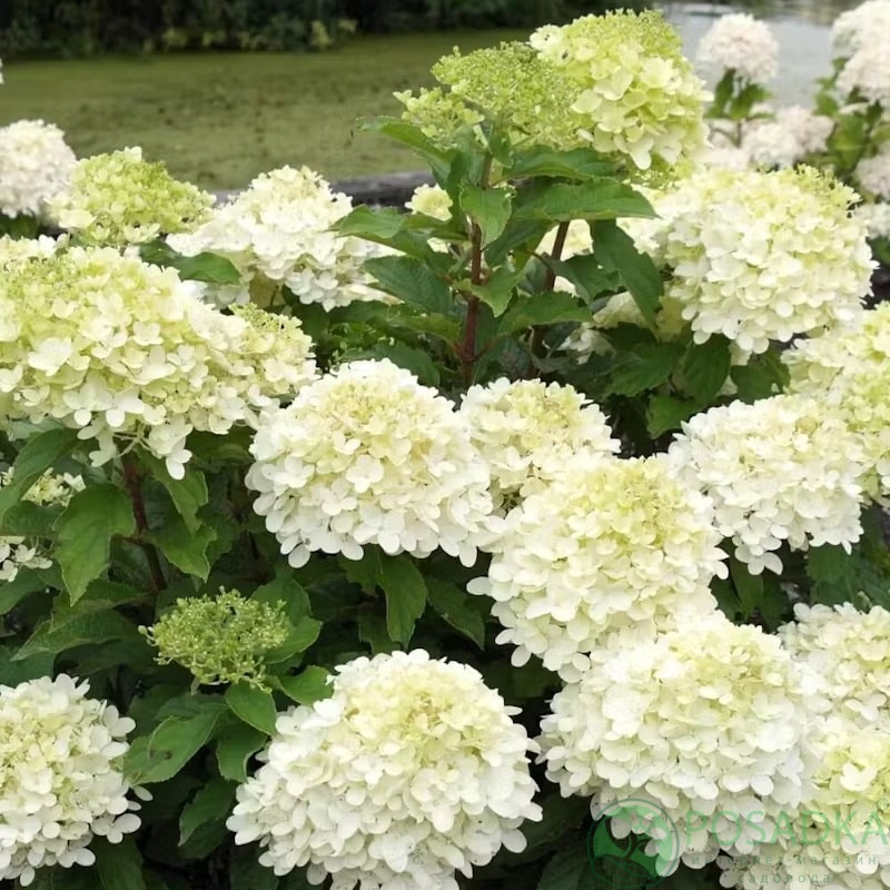 картинка Гортензия метельчатая 2-х летняя Living Summer Breeze C2 