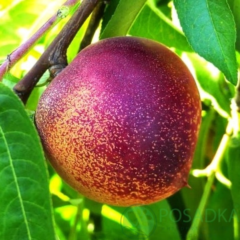 картинка Нектарин Snow Queen Perfekt 