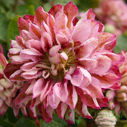 картинка Клематис Pink Passion 