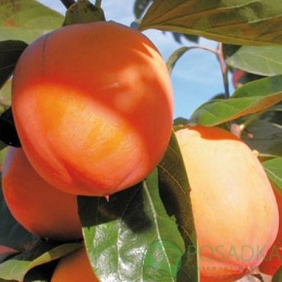 картинка Хурма Сосновская (морозостойкая, ранняя) 