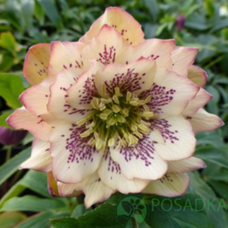 картинка Морозник Double apricot spotted  картинка Морозник Double apricot spotted