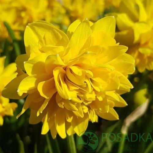 картинка Нарцисс Tete de Luxe 