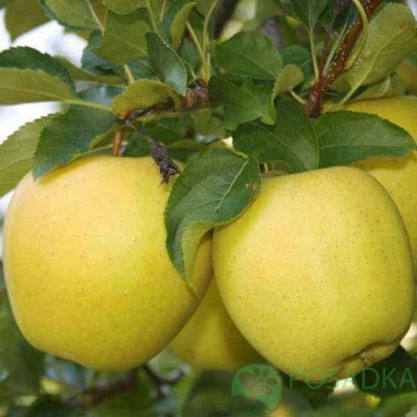 картинка Яблоня Богемия Голд (карликовый подвой М9) 
