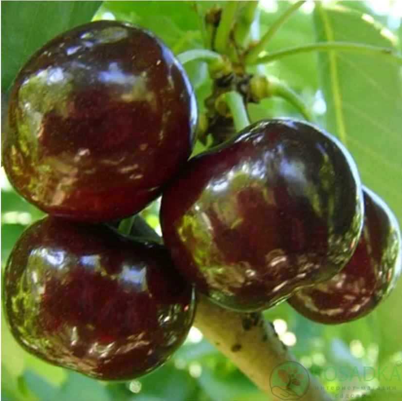 картинка Черешня Свит Валентайн 