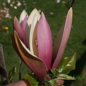 картинка Магнолия First Love 7.5л  картинка Магнолия First Love 7.5л